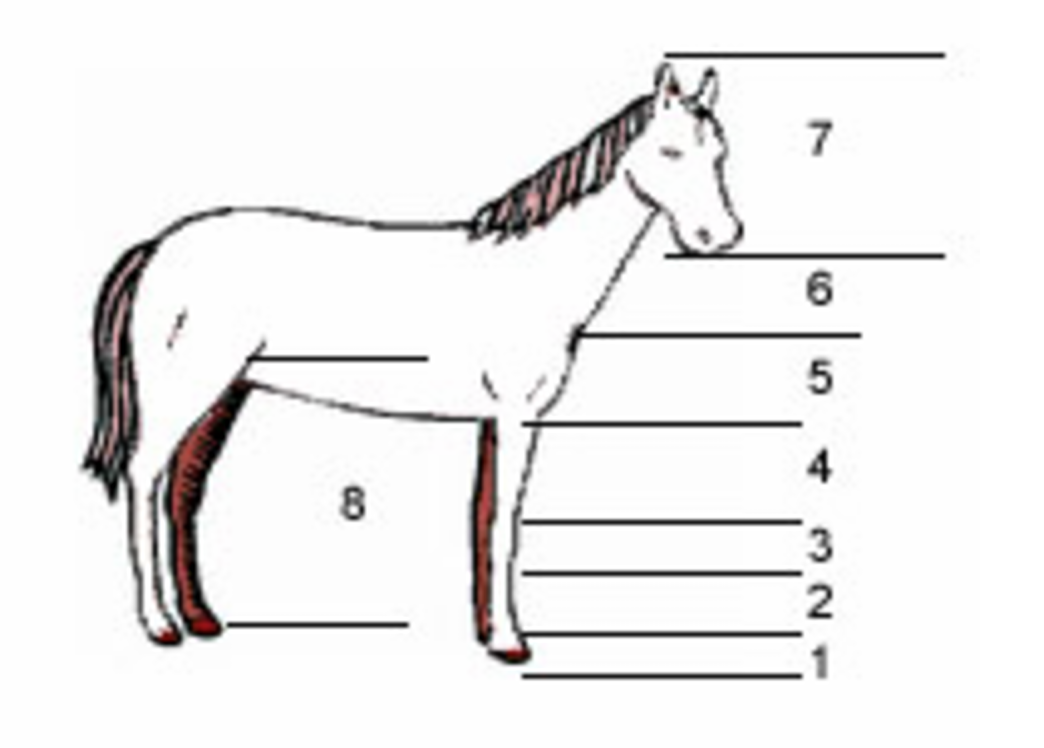 Paard diagram